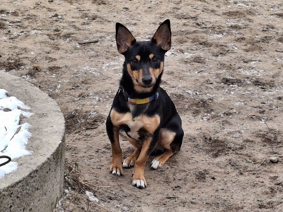 Gacek w typie pinczera szuka domu