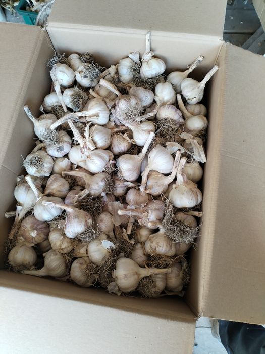 Paczka czosnku 100 główek kaliber 5,5