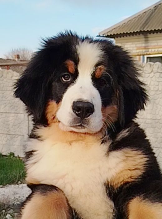 Девочка Таллина, 3.5 месяца.КСУ.