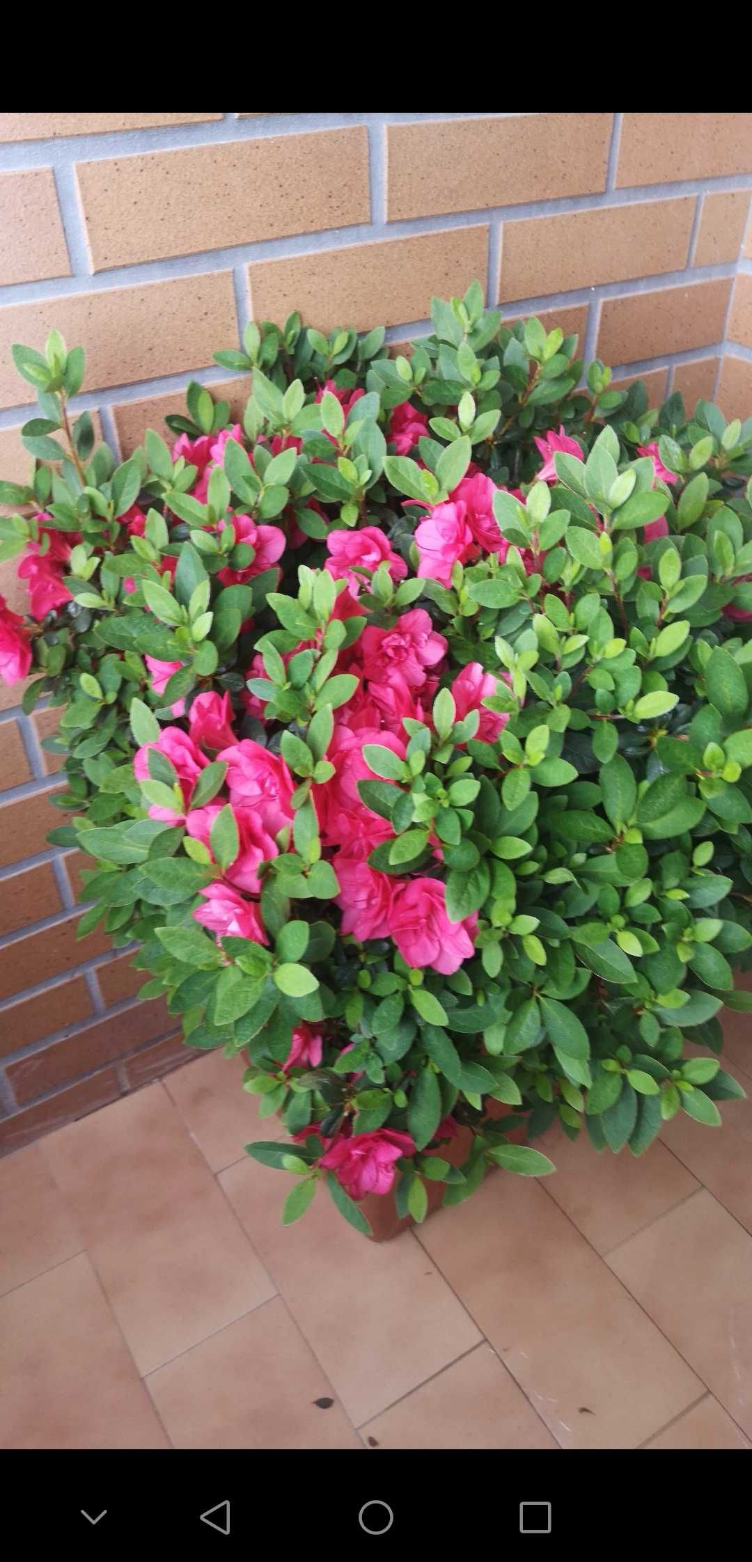 Lindo arbusto azalea