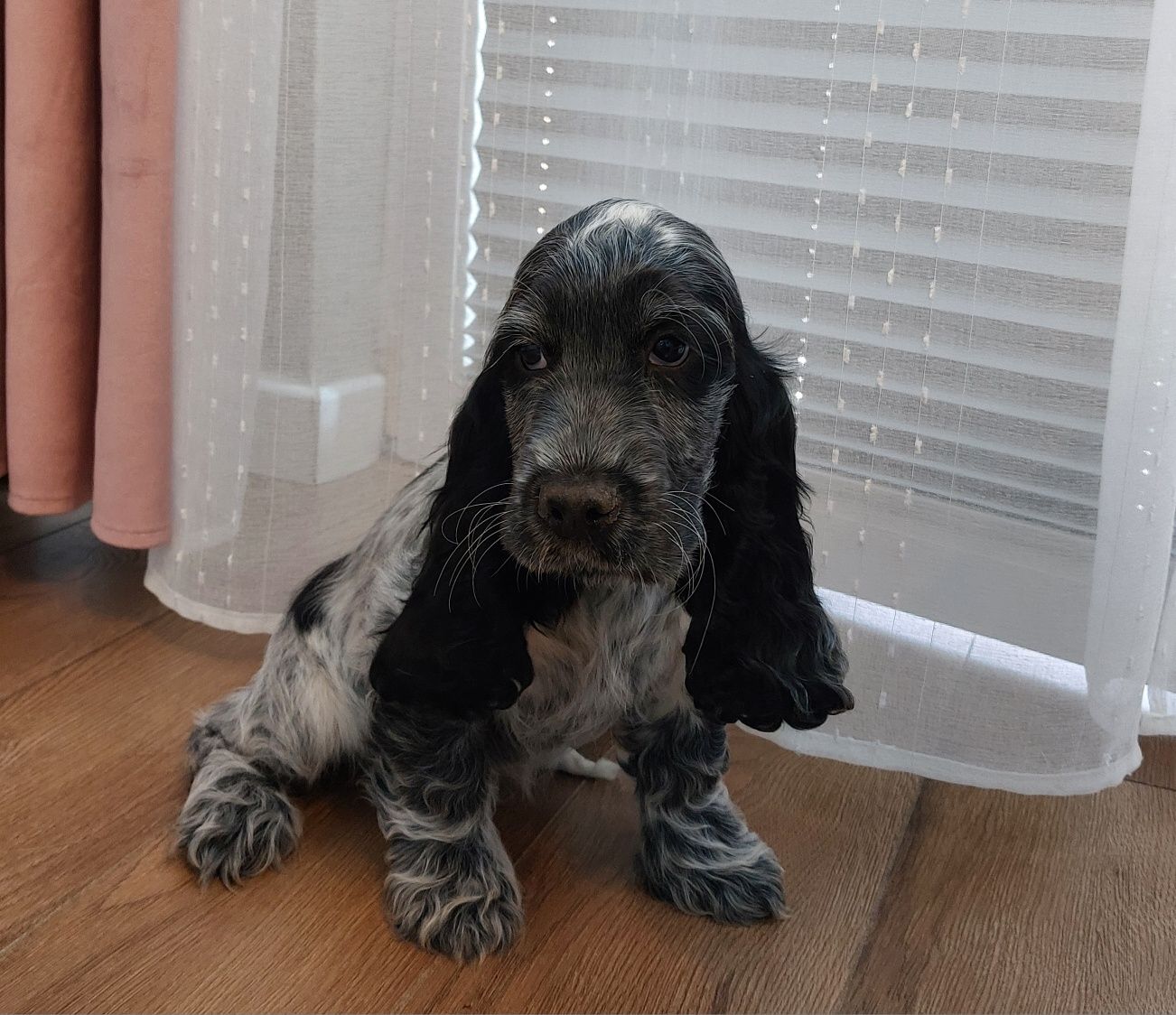 Cocer spaniel angielski piesek