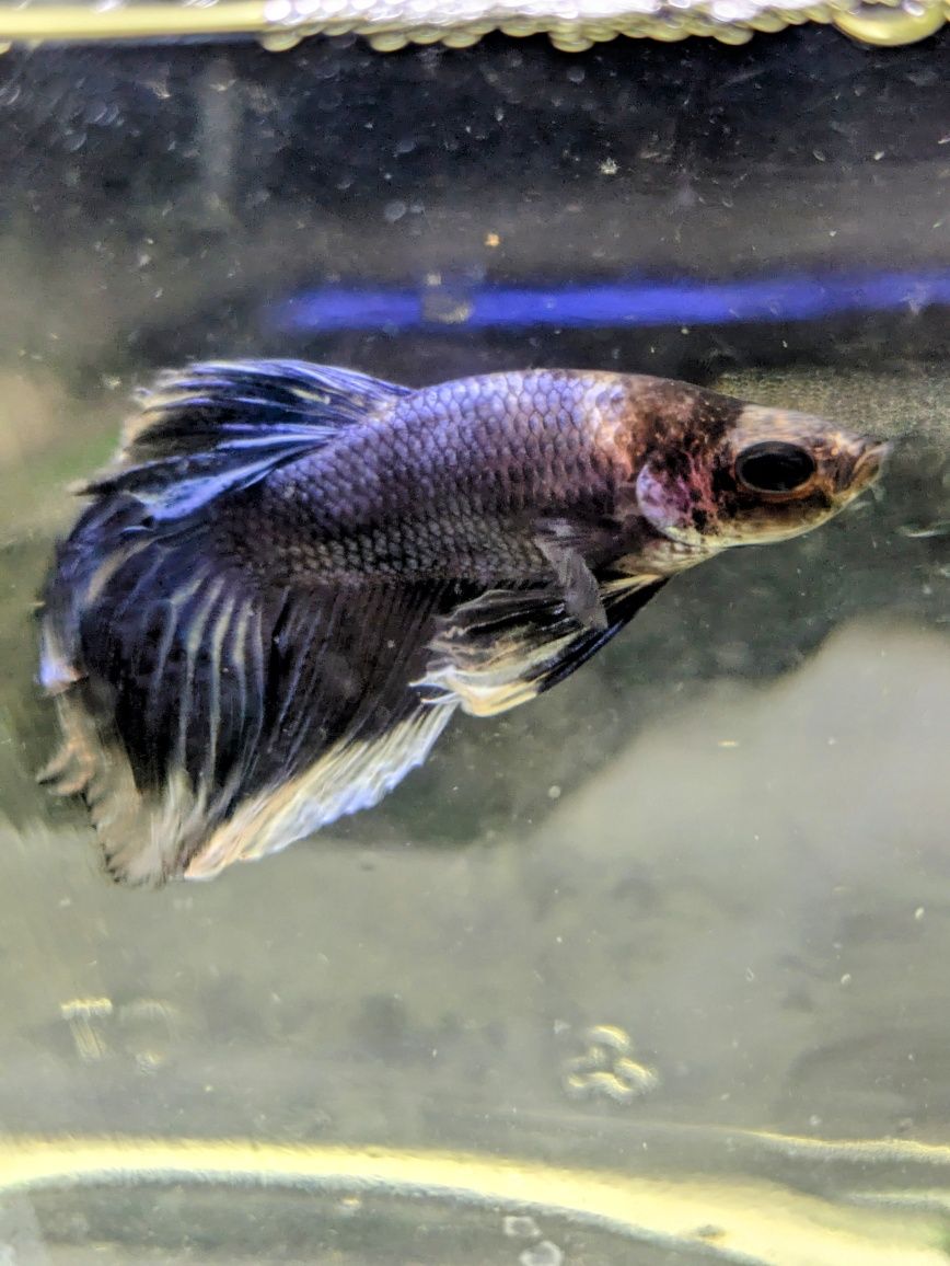 Macho betta veil tail