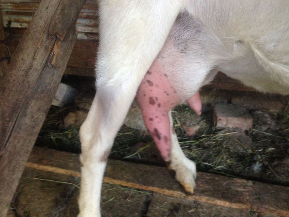 Продаються зааненские и заано-нубийские козы и козочки разного возраст