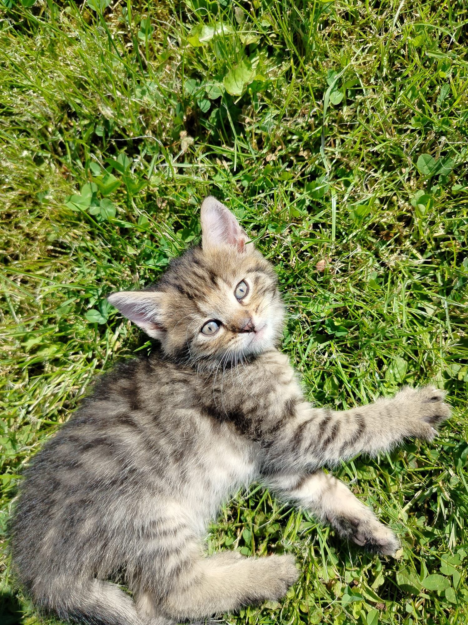 Kotki do adopcji