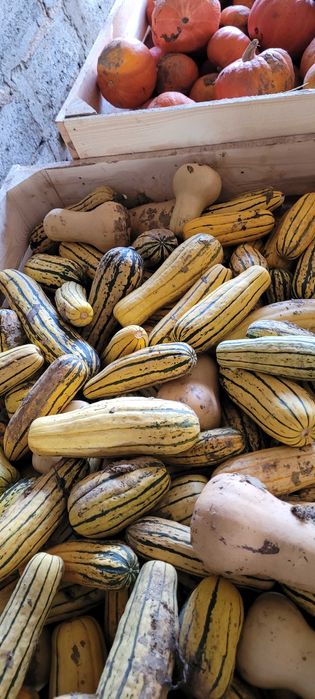 Dynia delicata duze i małe