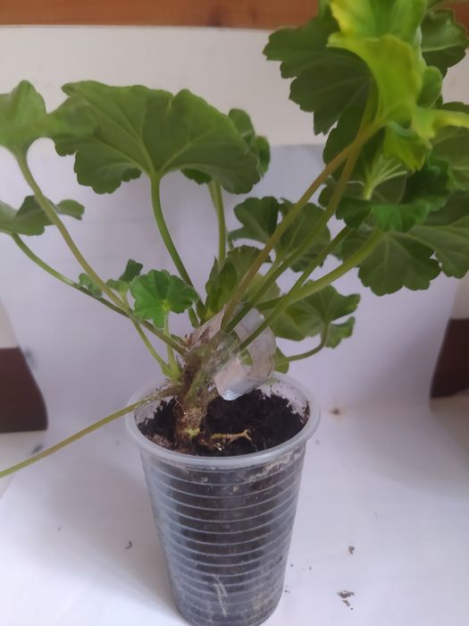 Пеларгонія зональна Уг Айгуль