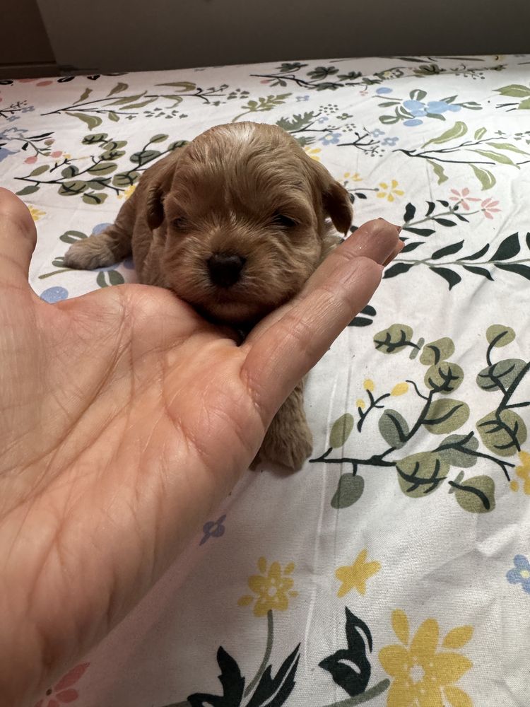 Maltipoo f1 uroczy chłopak