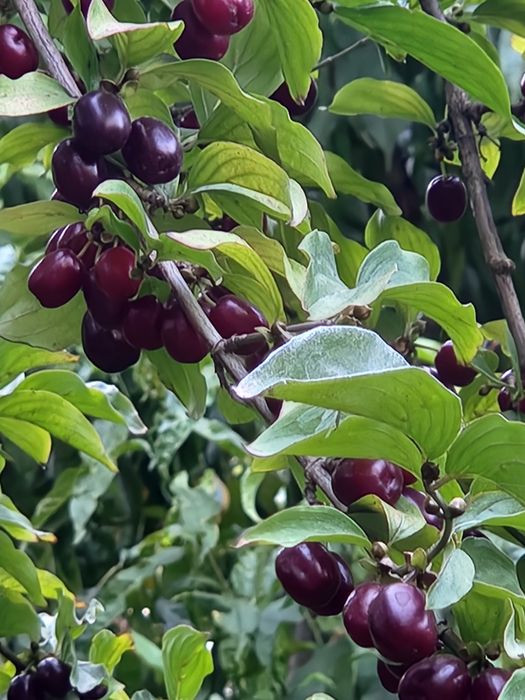 Саженцы садовых растений