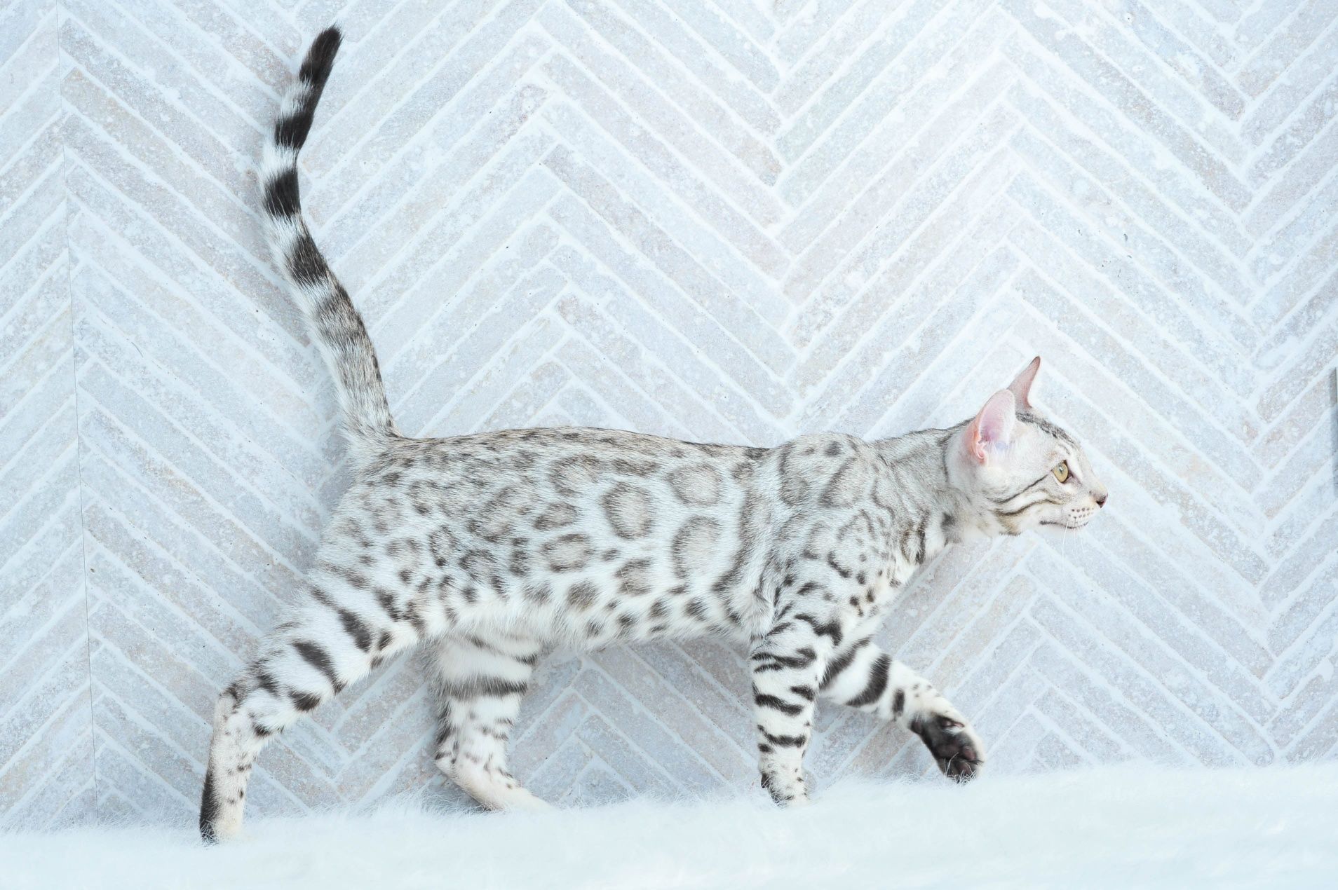 Kotka bengalska snow mink