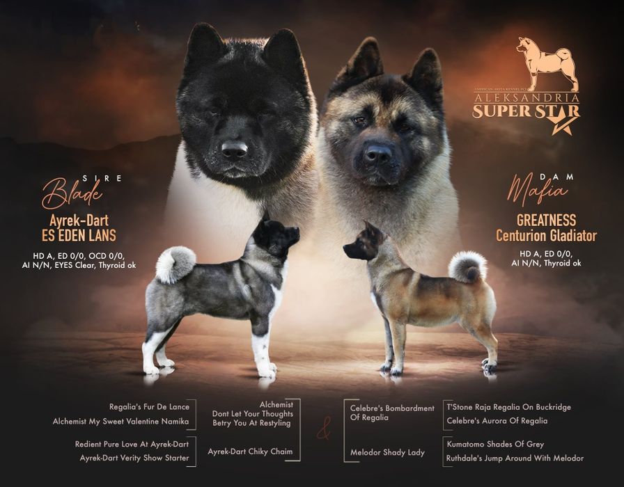Akita Amerykańska suczka