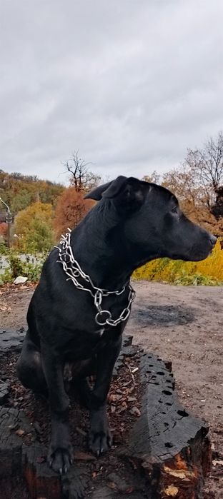 Віддам собачку в гарні руки!