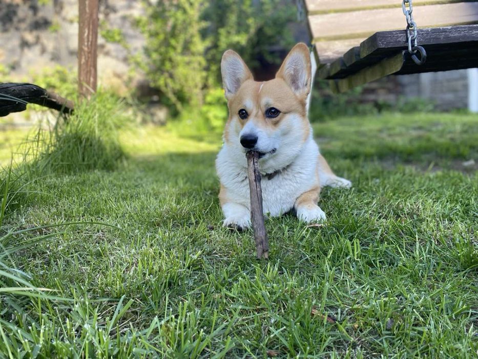 Кобель для вʼязки вельш коргі пемброк