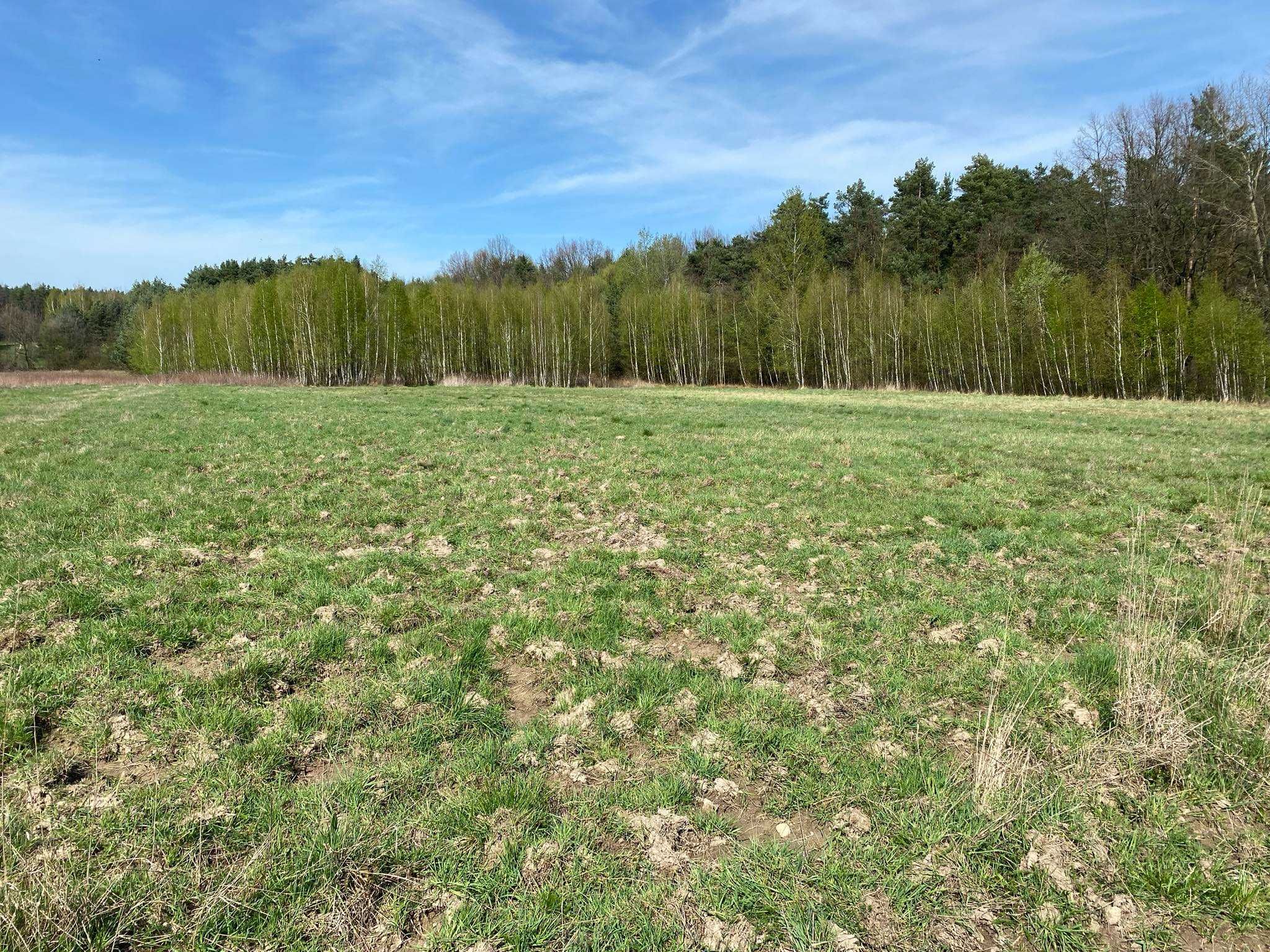 3 działki budowlane koło Ponurzyca w sąsiedztwie lasu 40zł/m2!