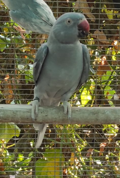 Ring Necks fêmeas 2025