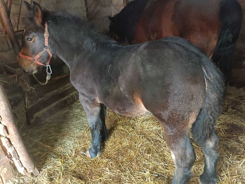 Klacz zimnokrwista PkZ