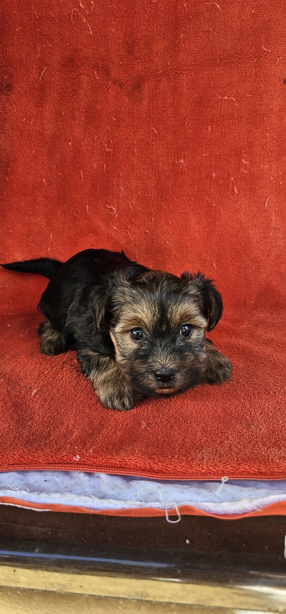 Yorkshire Terrier