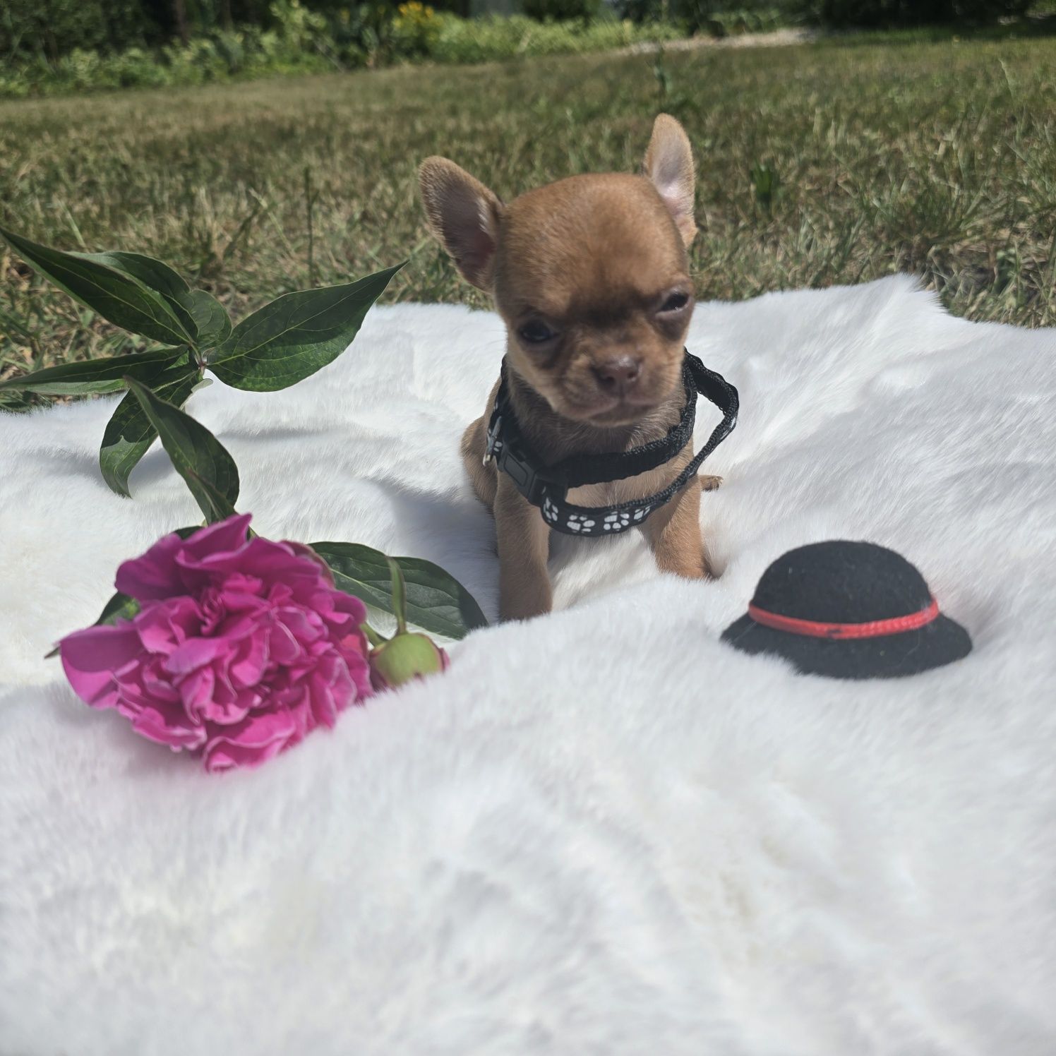 Chihuahua samiec sable xs