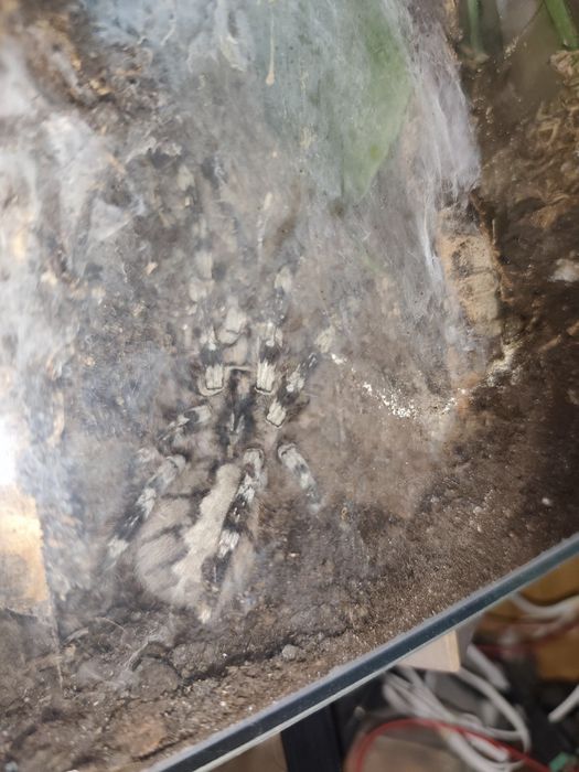 Samica regalisa 7dc wraz z terrarium