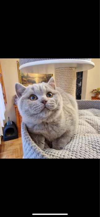 Kot brytyjski liliowy gotowy do odbioru