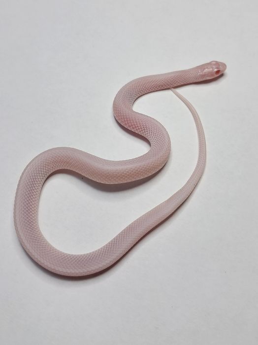 Wąż pończosznik Thamnophis radix różne odmiany cb25