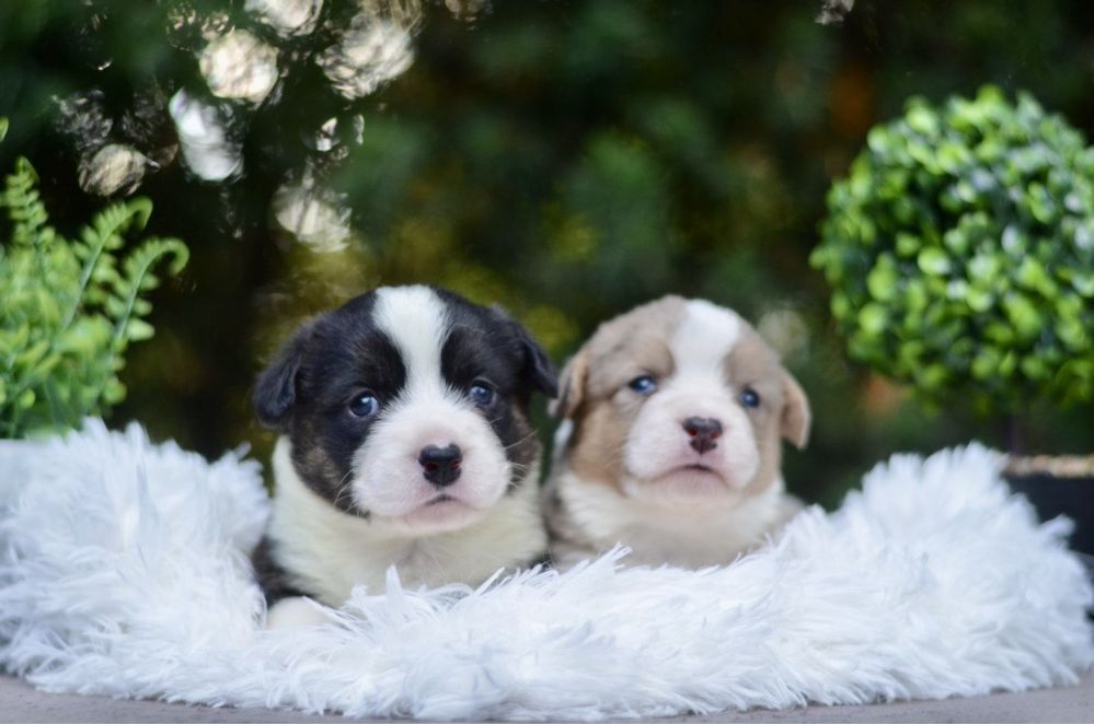 Welsh corgi cardigan FCI