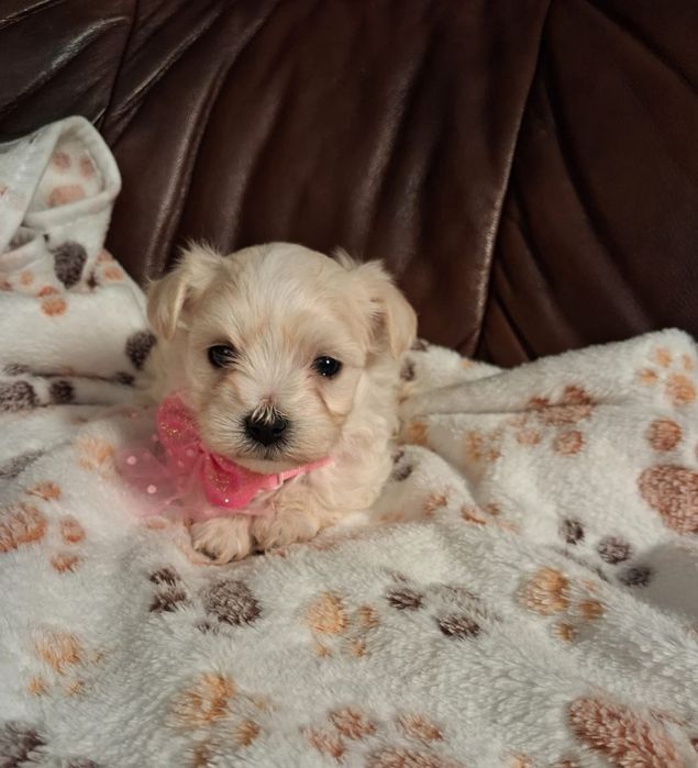 Maltipoo Piękna Suczka