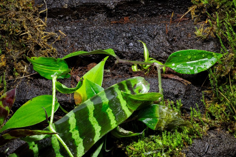 Terrarium 40x40x60 gekon paludarium vivarium