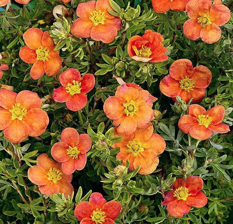 Pięciornik Hoopley Orange w 1,5l