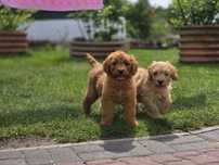 Goldendoodle F1 mini piesek