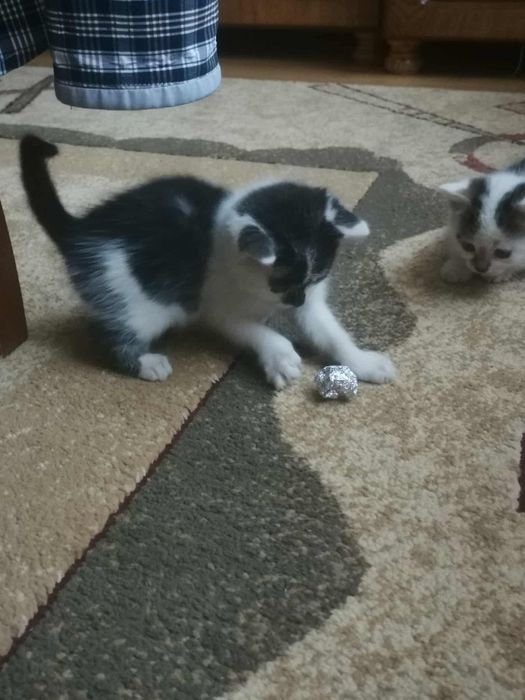 Oddam kotki w dobre ręce