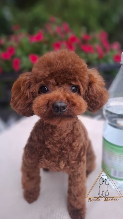 Reproduktor pudel toy teacup Chiny
