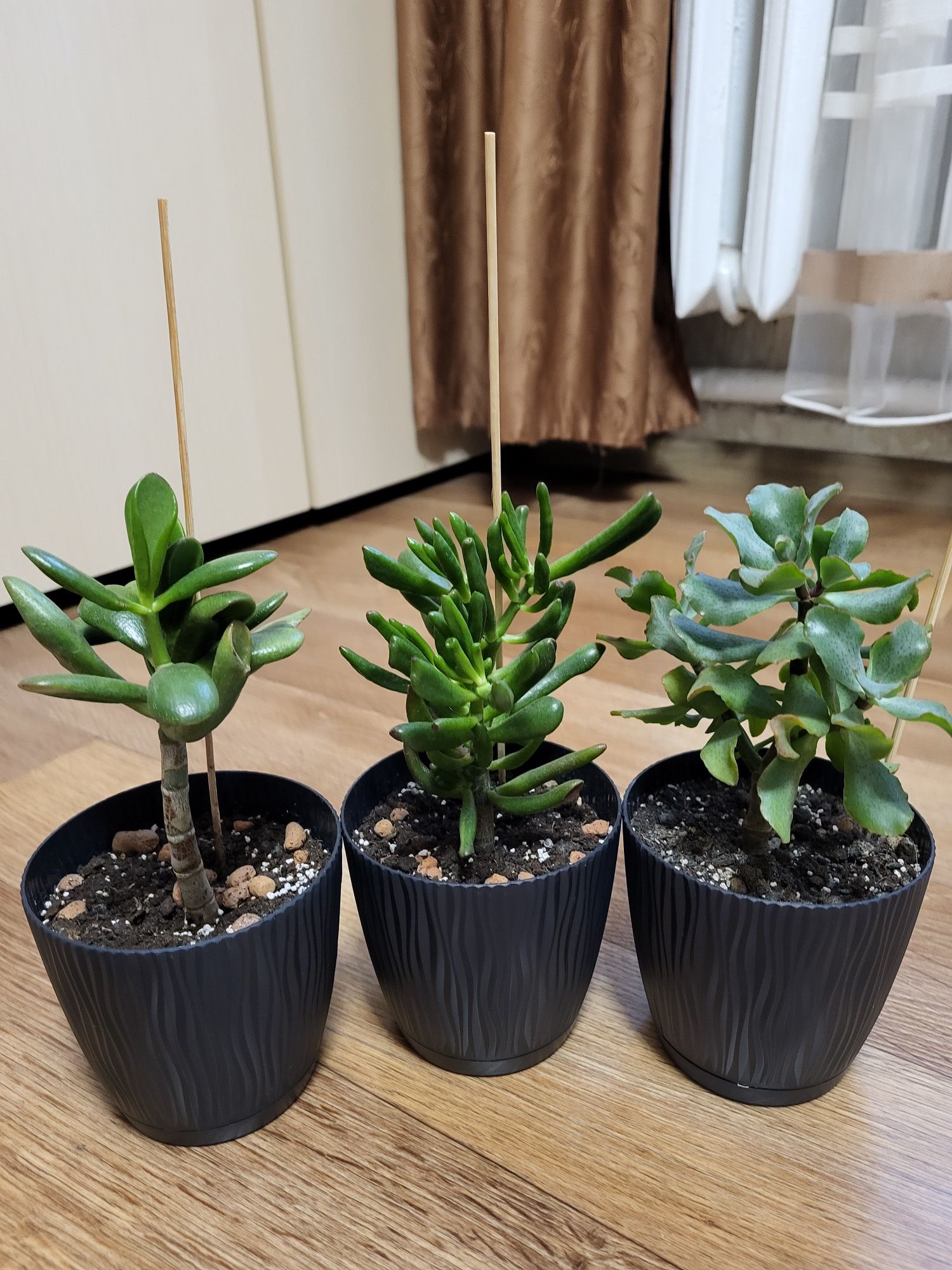 Crassula. Крассула. Грошове дерево.три растения. Корал, Синій птах, Ре