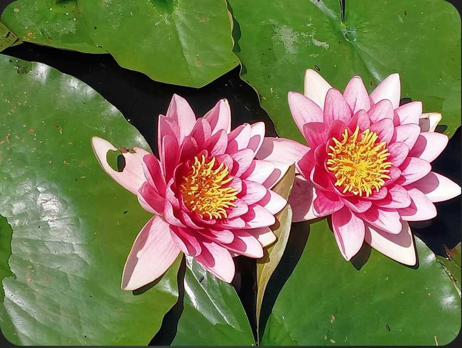 Lilie wodne do stawów i oczek wodnych