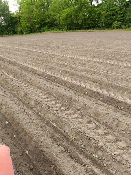 Dzierżawa wydzierżawię