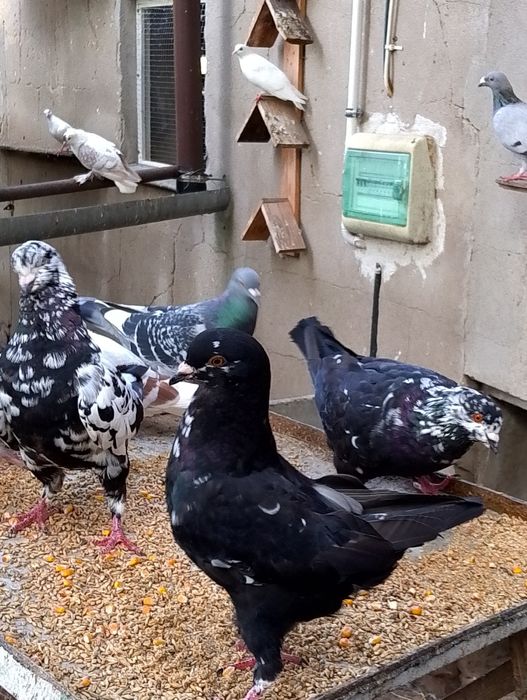 Kingi -gołębie ozdobne