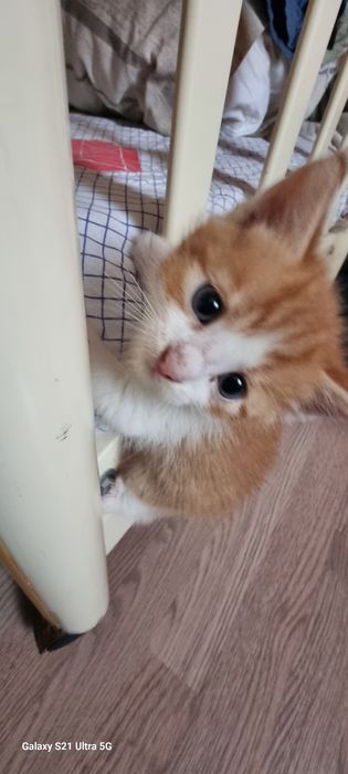 Котик в добрі руки