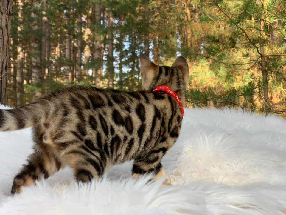 Kocurek Bengalski  Ayahuaska*PL.Gotowy do odbioru.
