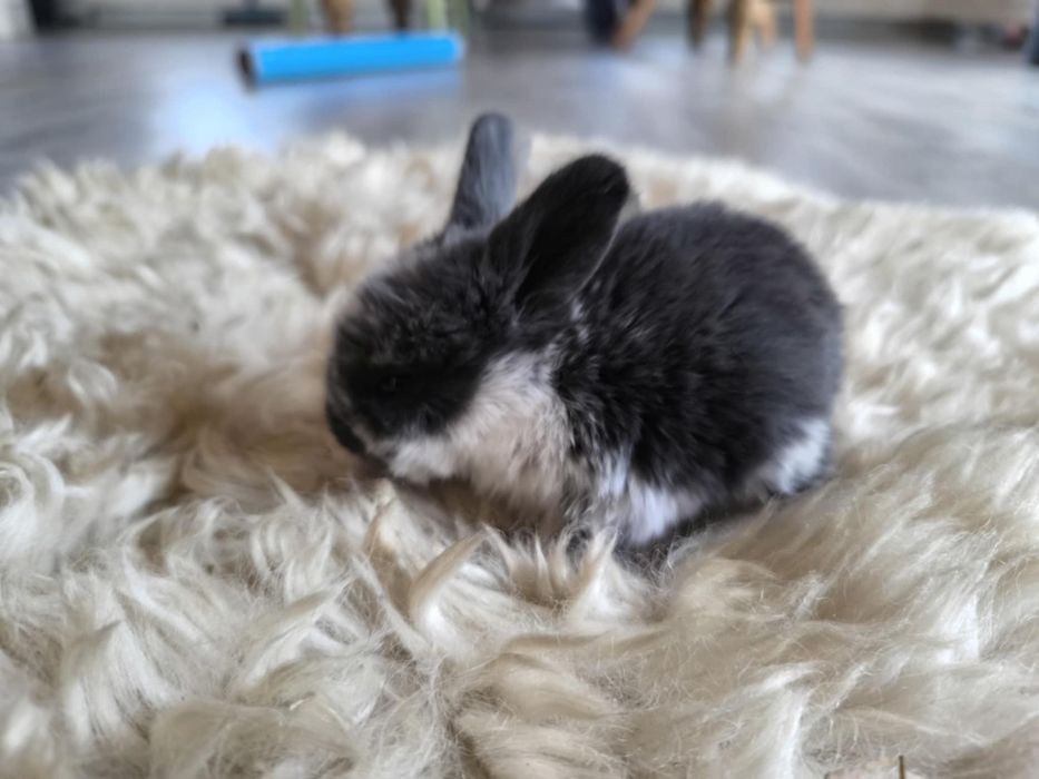 Króliki rasowe baranki. Ostatnie 4 REZERWACJA!