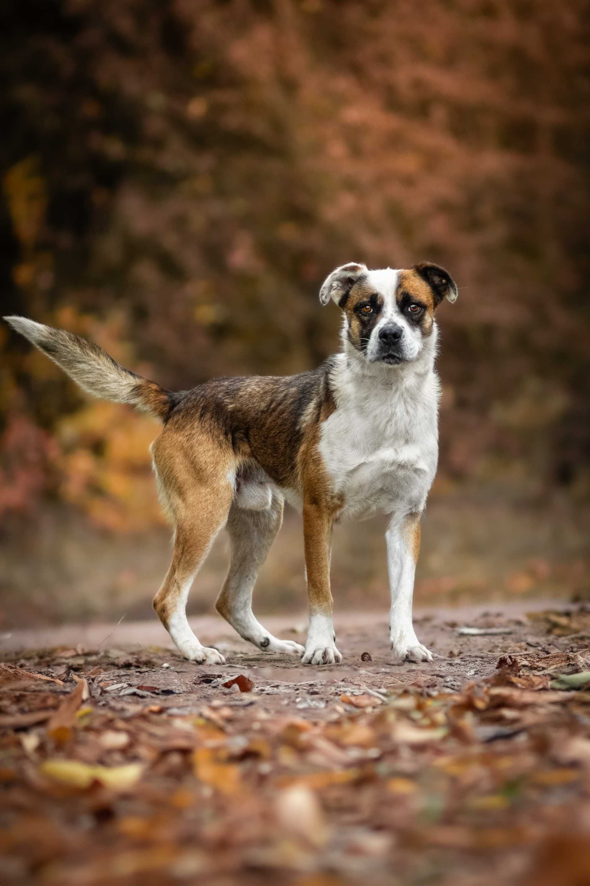 Łaciaty w typie boxera ze Schroniska Canis