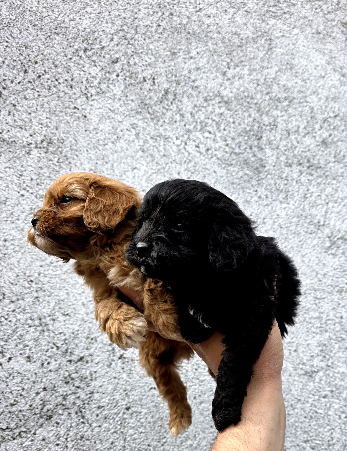 Cavapoo piesek  f1 drobniutki