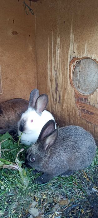 Kalifornijski, Kuna Wielka Brązowa