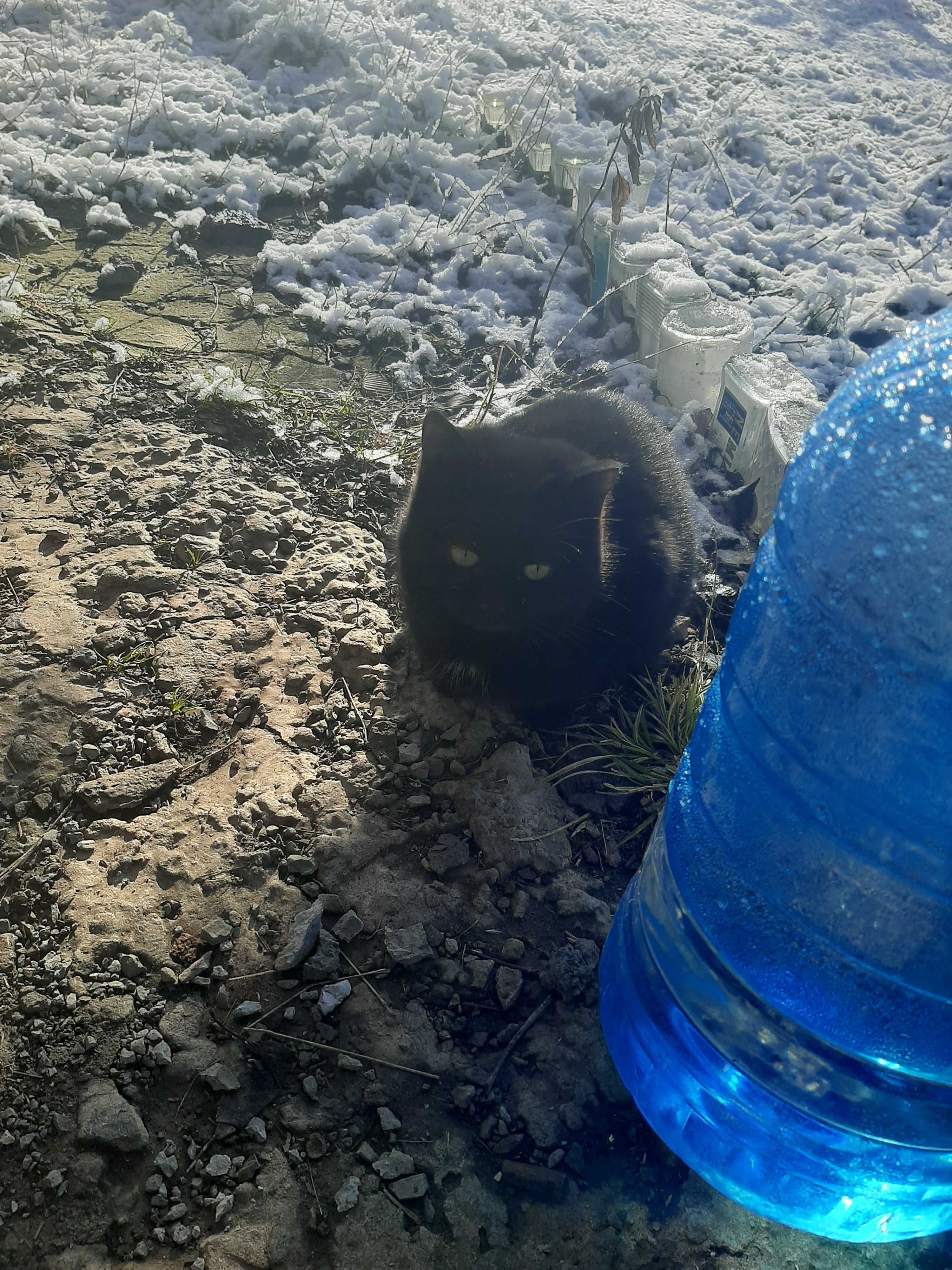 Котята в добрые ручки