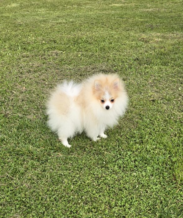 Szpic miniaturowy piesek biało rudy