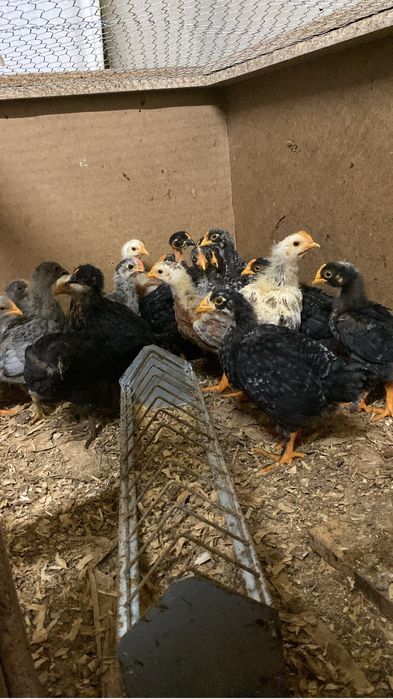 Pintos varias cores e idades