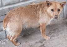 LURON rudy pies niski,szorstkowłosy,krótki ogon, do adopcji