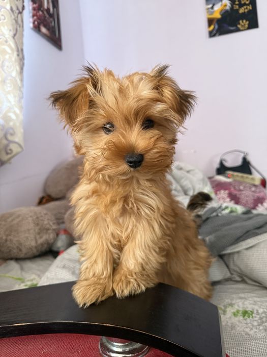 Дівчинка йоркширського терʼєра — щеплена, з паспортом, шукає дім