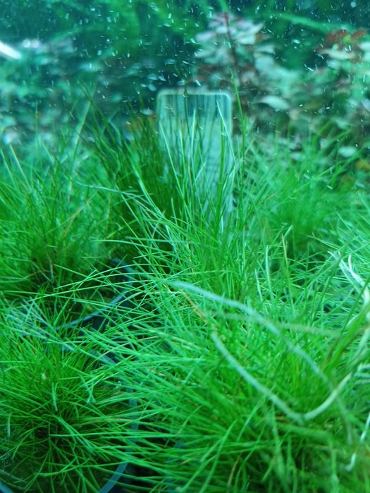 Eleocharis Parvula (koszyk) MASSON