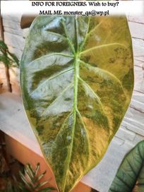 INTERNATIONAL Alocasia Wentii Variegata alokazja philodendron bulba