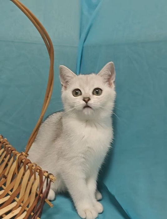 Чистокровные серебристые шиншиллы