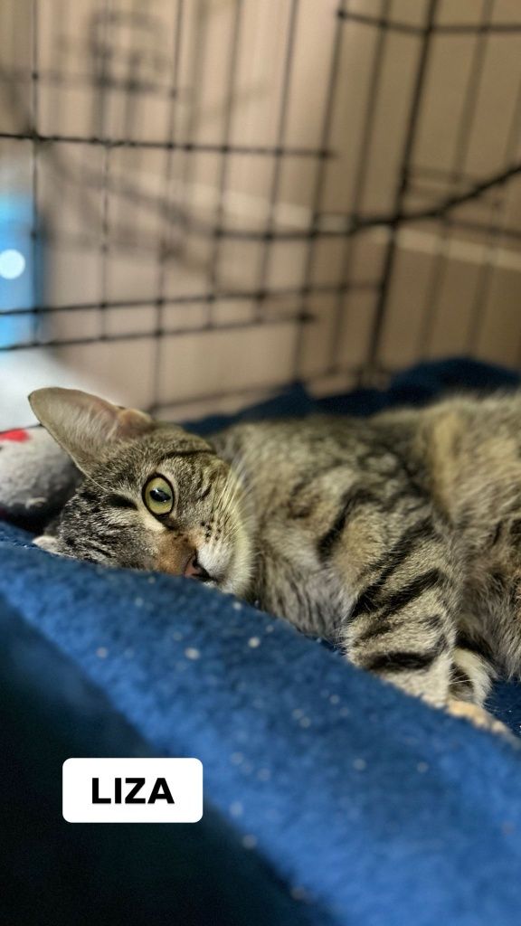 Słodka koteczka do adopcji